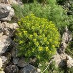 Euphorbia dendroides Habit