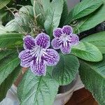 Streptocarpus primulifolius Kukka