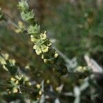 Sideritis syriaca Vekstform