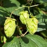 Humulus lupulusFlower