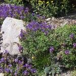 Scutellaria alpina Flower