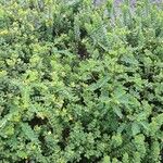 Phyllanthus leucanthus Vivejo