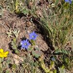 Gentiana prostrata Flor