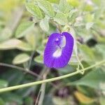 Clitoria ternateaBlodyn