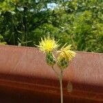 Centaurea salonitana Flower