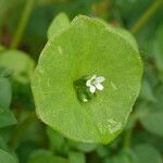 Claytonia perfoliata Blomma