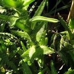 Aloe juvenna Leaf