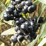 Coriaria myrtifolia Fruit