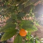 Citrus × microcarpa Blad