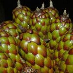 Raphia hookeri Fruto