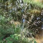 Deschampsia cespitosa Habitat