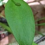 Ophioglossum vulgatum Blatt