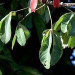 Pachira insignis Leaf