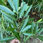 Nectandra angustifolia Feuille