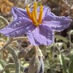 Solanum elaeagnifolium Floare