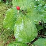 Trillium undulatumFruitua