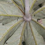 Cecropia insignis Hoja