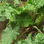 Alocasia macrorrhizos Feuille