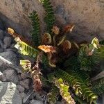 Blechnum microphyllumঅভ্যাস