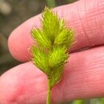 Carex tribuloides Hoja