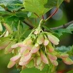 Acer tataricum ফল