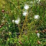 Eriophorum scheuchzeri Buveinė