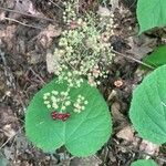 Aralia racemosaफल