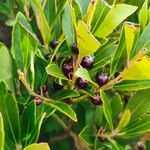 Ilex glabra Frucht