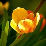 Tulipa gesneriana Floare