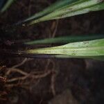 Asplenium africanum Muu