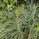 Asphodeline lutea 葉