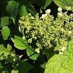 Hydrangea quercifolia Flower