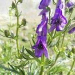 Aconitum napellusKvět