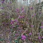 Callicarpa bodinieri Hábitos