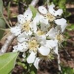 Pyrus nivalis Virág