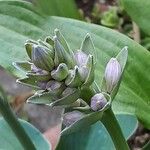 Hosta plantaginea 花