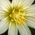 Lewisia nevadensis Flor
