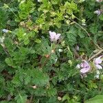 Erodium cicutarium Fulla