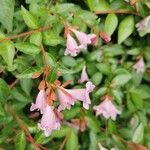 Abelia × grandifloraFlower