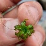 Elodea nuttallii Leaf