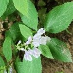 Scutellaria serrata Λουλούδι