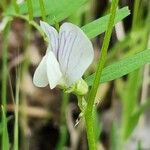 Vicia michauxii Žiedas