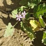 Erodium laciniatum 花