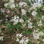 Syringa oblata Virág