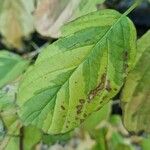 Cornus rugosa Feuille