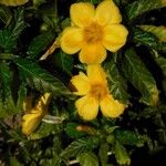 Turnera ulmifolia Květ