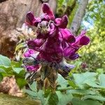 Lathyrus venetus Bloem