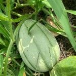 Cucumis melo Φρούτο