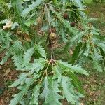 Quercus cerris Blad