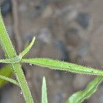 Nicotiana acuminata Ліст